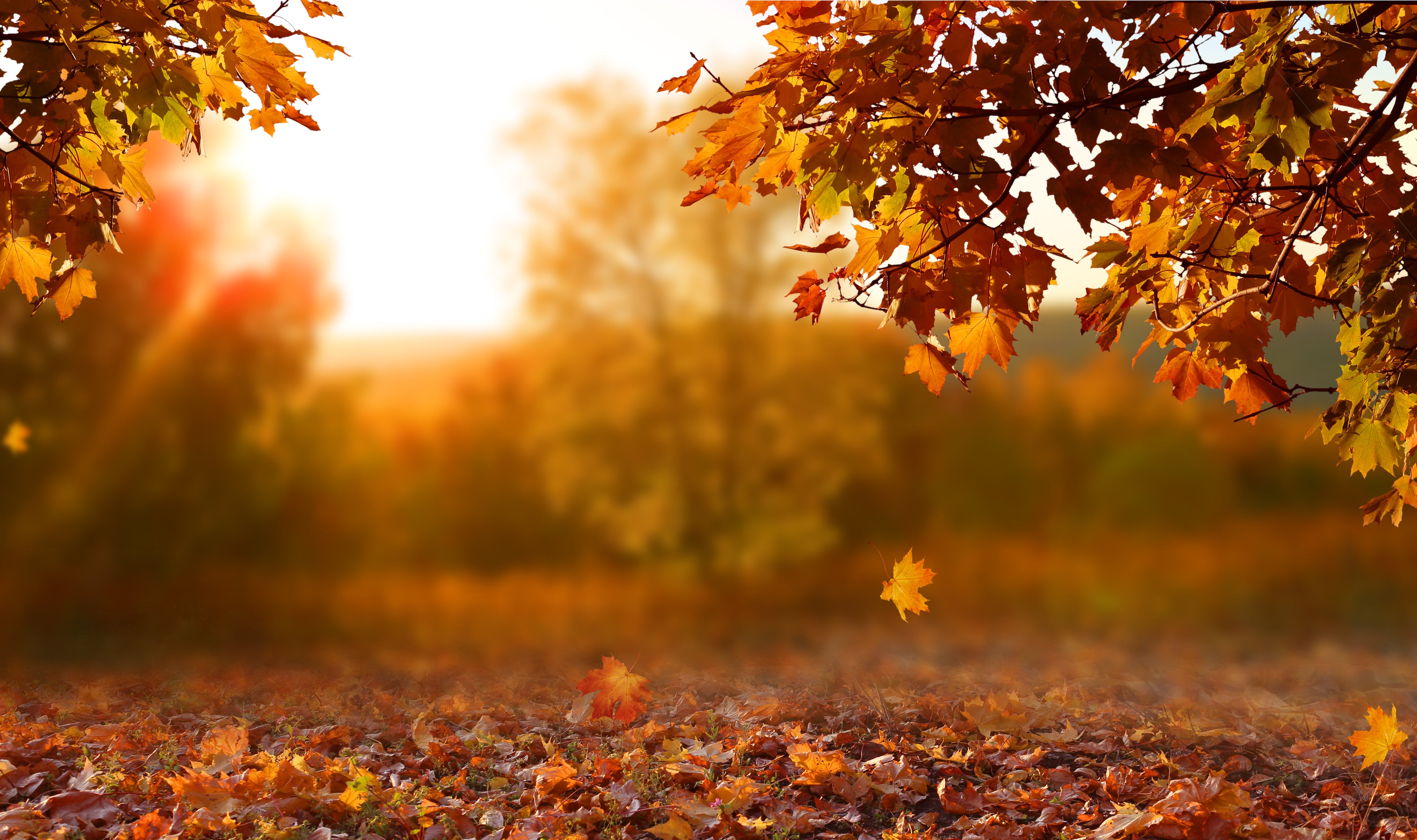 Fall Sets